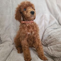 Brown Collar - Red  male Poodle puppy in Colorado Springs, Colorado from Silly's Standard Poodles