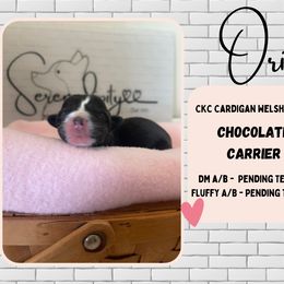 Ori - Black and white Cardigan Welsh Corgi puppy in Westminster, Maryland from Serendipity Corgi's