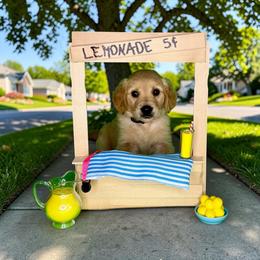 Lucca - Golden female Golden Retriever puppy in Salem, Virginia from Virginia Goldens
