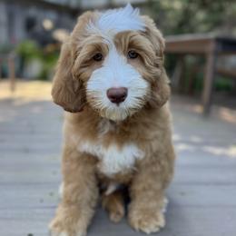 Olaf - Caramel male Australian Labradoodle puppy in Elk Grove, California from Sacto Labradoodles