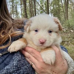 Quartz - Red merle male Miniature Australian Shepherd puppy in Priest River, Washington from Offgrid Aussies