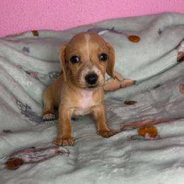 Sammy - Cream male Dachshund puppy in Lake City, Florida from My Ditzy Doxies of Florida