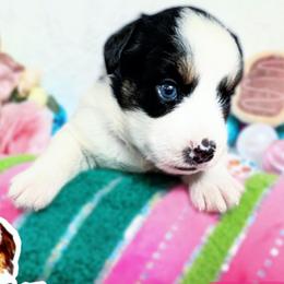 Daphne - Black tri female Miniature Australian Shepherd puppy in Punta Gorda, Florida from Christie's Creekside Aussies