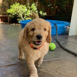 Goldendoodle Puppies from Doodle Devotion