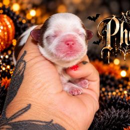 Phantom - Liver and white male Shih Tzu puppy in Warren, Michigan from Danielle's Yorkie Babies