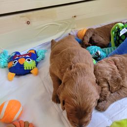 Goldendoodle Puppies from Dream Doodles