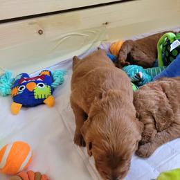 Goldendoodle Puppies from Dream Doodles