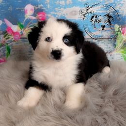 Tesla - Black tri-color Australian Shepherd puppy in Fultonville, New York from Sandy Aussies & Pomeranians