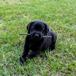 Labrador Retriever Puppies from Labradors Forever