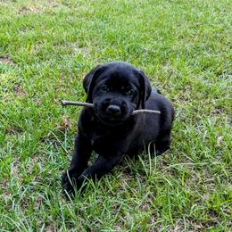 Labrador Retriever Puppies from Labradors Forever