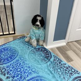 Goldendoodle Puppies from Labradoodleday