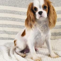 Echo - Cavalier King Charles Spaniel