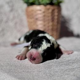 Smokey - Black and white male Bernedoodle puppy in Moreno Valley, California from Ayy_Doodles