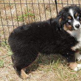 Miniature Australian Shepherd and Toy Australian Shepherd Puppies from Hughes Toys Mini Aussies