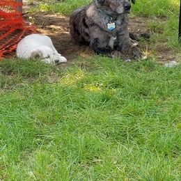 Companion Cross Puppies from Mandala Dogs