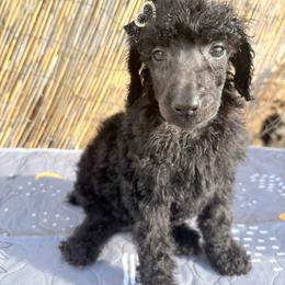 Belle (wMichelle) - Silver female Poodle puppy in Meadowbrook, California from Standard Poodle Pups