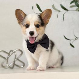 Blue Merle Boy - male American Corgi puppy in Moreno Valley, California from House of Paws & Co.