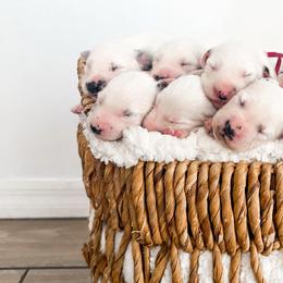 Dalmatians from Sunny Jewels