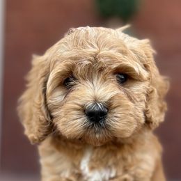Cockapoo Puppies from Von Shafer Kennel