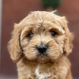 Cockapoo Puppies from Von Shafer Kennel