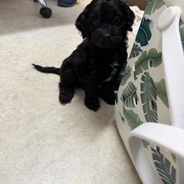 Cavapoo Puppies from House of Cavapoos