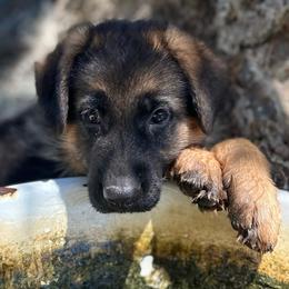 Abby Roads - Black and red female German Shepherd puppy in Parkfield, California from Varian Kennels