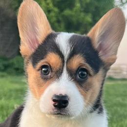 American Corgis and Pembroke Welsh Corgis from Sliding stop corgis