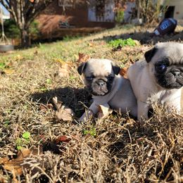 Pug Puppies from GEORGIA.PUGS