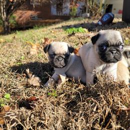 Pug Puppies from GEORGIA.PUGS