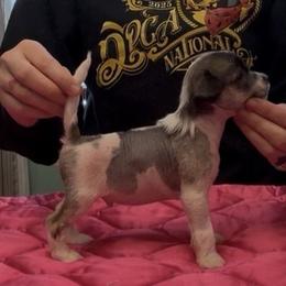 TopBrass' First Thingz First ' Denver' - Slate male Chinese Crested puppy in Auburn, Kansas from TopBrass Kennels
