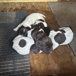 Girl 1 - Liver roan female German Shorthaired Pointer puppy in Kathleen, Florida from Alex Yates GSP's