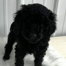 White - Black female Poodle puppy in Hamilton, Ohio from Grandview Farm