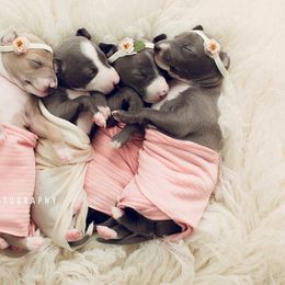 Italian Greyhound Puppies from Alura Italian Greyhounds