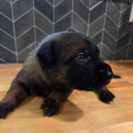 Dopey - Fawn male Belgian Malinois puppy in Signal Mountain, Tennessee from Torgun Police Dogs