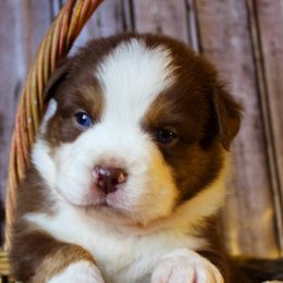 Australian Shepherds from WyldNFree Aussies