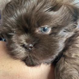 Winston - Liver male Shih Tzu puppy in Fair Grove, Missouri from Hilltop Shih Tzus