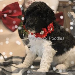 Poodle Puppies from Wagnarok Poodles