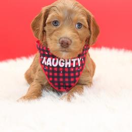 Eiffel - Red female Australian Cobberdog puppy in Bellingham, Minnesota from Whispering Prairie Australian Cobberdog