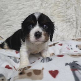 Eclipse - Tri-color male Cavalier King Charles Spaniel puppy in Neosho, Missouri from Pups on the Ridge