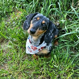 Clyde - Dachshund