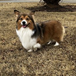 Samson - Pembroke Welsh Corgi