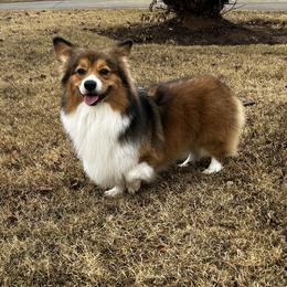 Samson - Pembroke Welsh Corgi