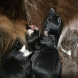 Boy 2 - Black tri male Miniature American Shepherd puppy in Vancouver, Washington from BonDrew's Miniature American Shepherds