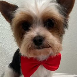 Yorkshire Terriers from Loving Poodles HD