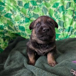 Purple - Bi-color female German Shepherd puppy in Motley, Minnesota from Von Thomson Haus