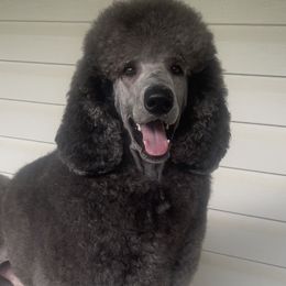 Apollo - Poodle