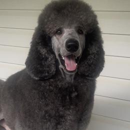 Apollo - Poodle