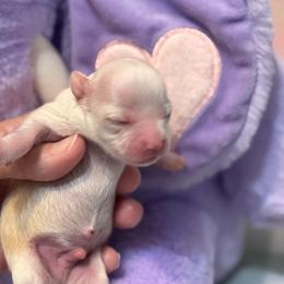 Gem - Cream and white male Chihuahua puppy in Amity, Pennsylvania from Rhoda and Verna