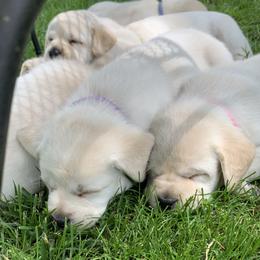 Labrador Retriever Puppies from Findaway Labradors