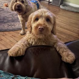 Australian Labradoodle Puppies from Wild Daisy Labradoodles